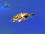 Schildkröte Diving, Diving, Dive Point Koh Tao Thailand - Tauchkurse und Sporttauchen