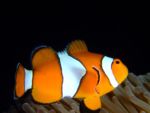 Diving, Diving, Dive Point Koh Tao Thailand - Tauchkurse und Sporttauchen