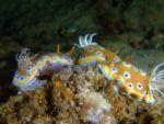 Diving, Diving, Dive Point Koh Tao Thailand - Tauchkurse und Sporttauchen