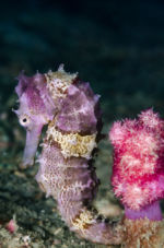 (Hippocampus spinosissimus & Dendronephthya spp.) Diving, Diving, Dive Point Koh Tao Thailand - Tauchkurse und Sporttauchen