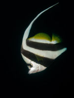 (Heniochus acuminatus) Diving, Diving, Dive Point Koh Tao Thailand - Tauchkurse und Sporttauchen