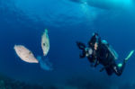 (Aluterus scriptus) Diving, Diving, Dive Point Koh Tao Thailand - Tauchkurse und Sporttauchen