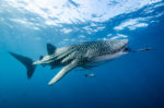 Whaleshark (Rhincodon typus) & Remora () Diving, Diving, Dive Point Koh Tao Thailand - Tauchkurse und Sporttauchen