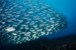 (Selaroides leptolepis) Diving, Diving, Dive Point Koh Tao Thailand - Tauchkurse und Sporttauchen