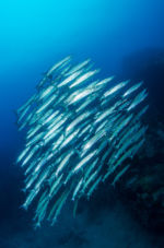 (Sphyraena qenie) Diving, Diving, Dive Point Koh Tao Thailand - Tauchkurse und Sporttauchen
