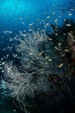 Diving, Diving, Dive Point Koh Tao Thailand - Tauchkurse und Sporttauchen